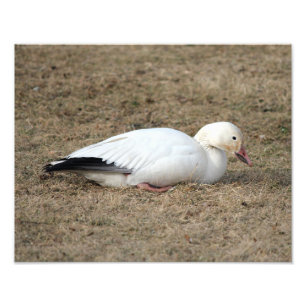 Snow Goose Photo Foto Afdruk