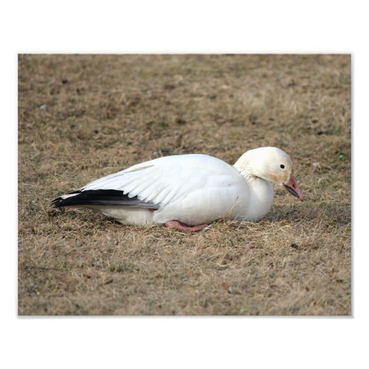 Snow Goose Photo Foto Afdruk (Voorkant)