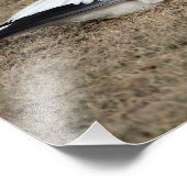 Snow Goose Photo Foto Afdruk (Hoek)