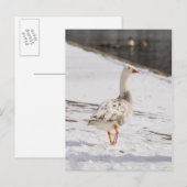 Snow Goose Strut Briefkaart (Voorkant / Achterkant)