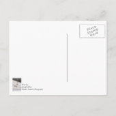 Snow Goose Strut Briefkaart (Achterkant)