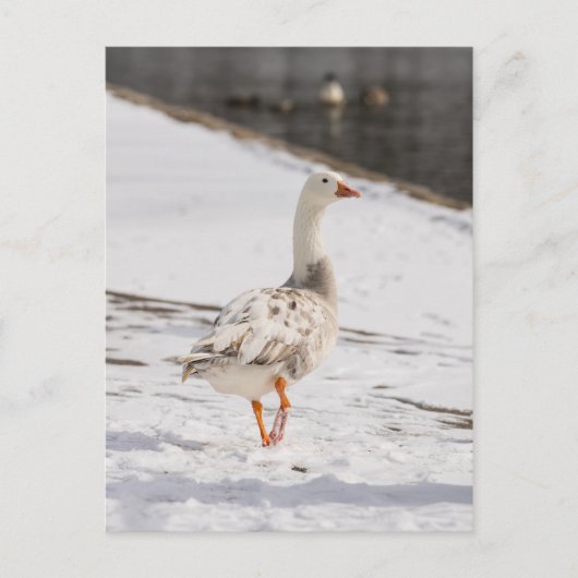 Snow Goose Strut Briefkaart (Voorkant)