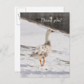 Snow Goose Strut Dank u Briefkaart (Voorkant / Achterkant)