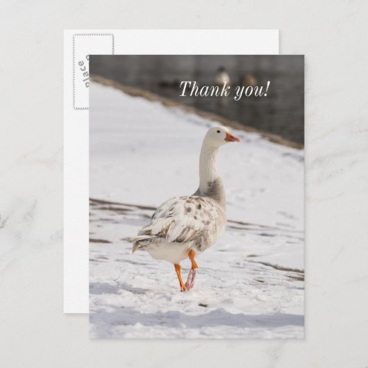 Snow Goose Strut Dank u Briefkaart (Voorkant / Achterkant)