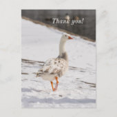 Snow Goose Strut Dank u Briefkaart (Voorkant)