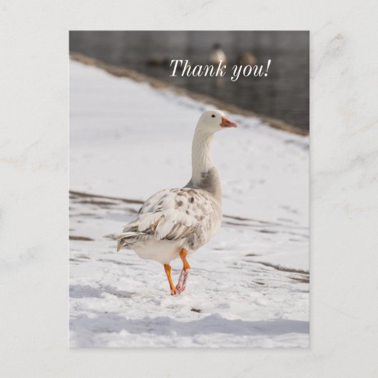 Snow Goose Strut Dank u Briefkaart (Voorkant)