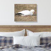 Snow Goose Wrapped Canvas (Insitu (Slaapkamer))