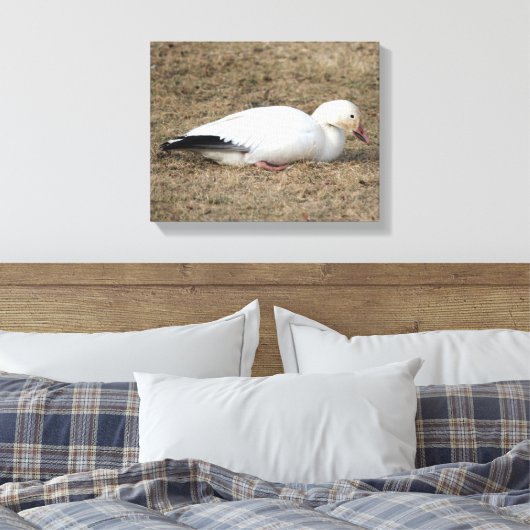 Snow Goose Wrapped Canvas (Insitu (Slaapkamer))
