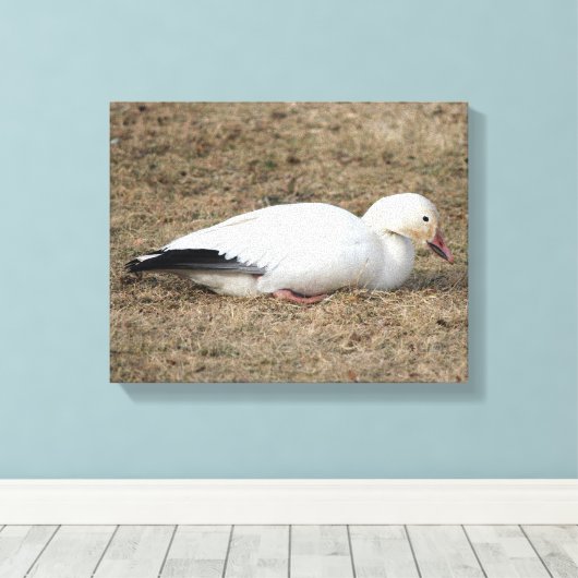 Snow Goose Wrapped Canvas (Insitu (Houten vloer))