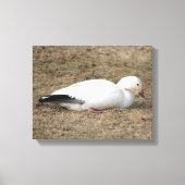 Snow Goose Wrapped Canvas (Voorkant)