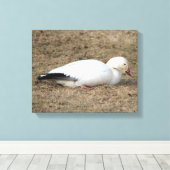 Snow Goose Wrapped Canvas Afdruk (Insitu (Houten vloer))