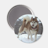 Snow Husky Magneet (Voorkant / Achterkant)