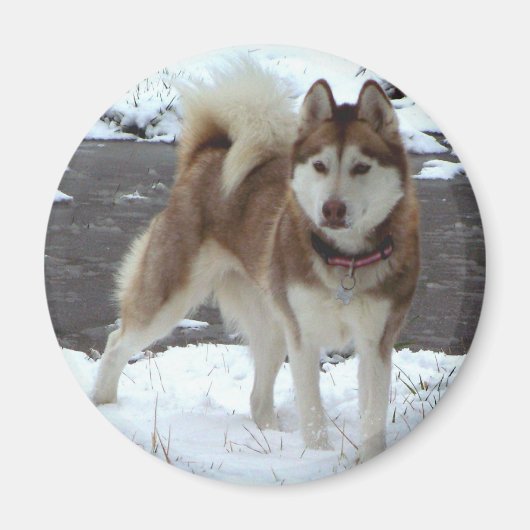 Snow Husky Magneet (Voorkant)