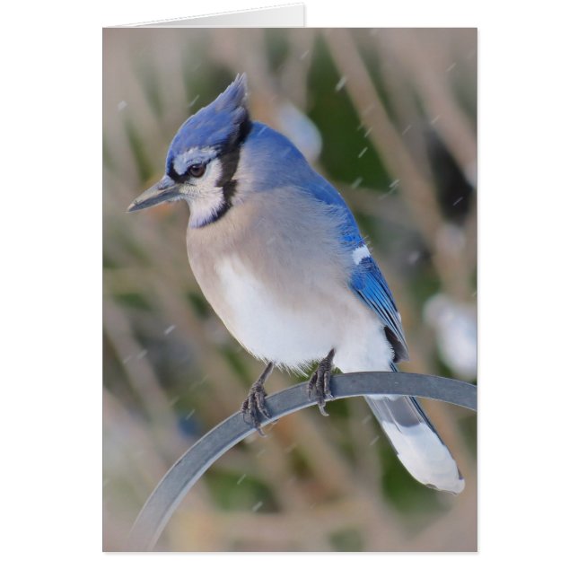 Snow Jay - Blue Jay Bird (Voorkant)