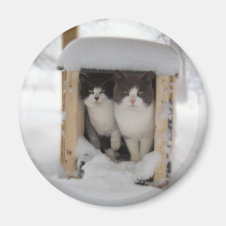 Snow Kittens Magneet