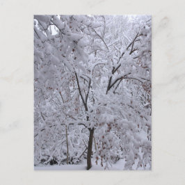 Snow-Laden-bomen Briefkaart