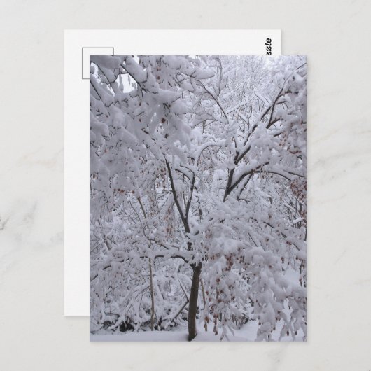 Snow-Laden-bomen Briefkaart (Voorkant / Achterkant)