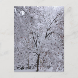 Snow-Laden-bomen Briefkaart