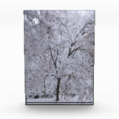 Snow-Laden-bomen Fotoblokken