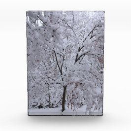 Snow-Laden-bomen Fotoblokken