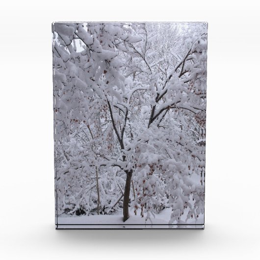 Snow-Laden-bomen Fotoblokken (Voorkant)