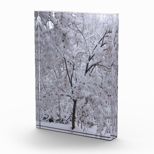 Snow-Laden-bomen Fotoblokken