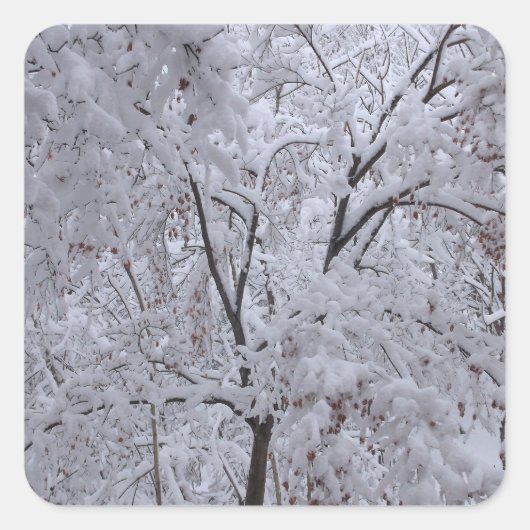 Snow-Laden-bomen Vierkante Sticker (Voorkant)