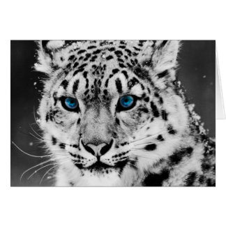 Snow Leopard