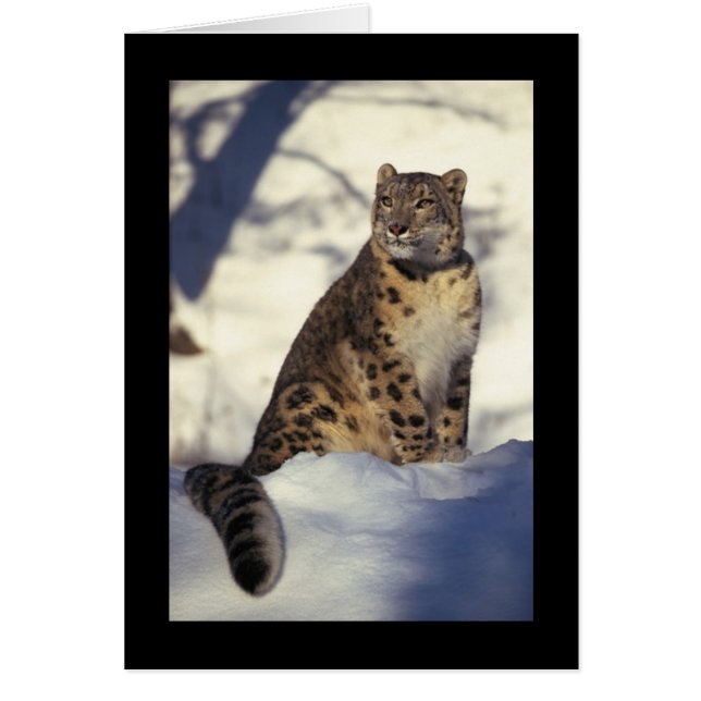Snow Leopard (Voorkant)