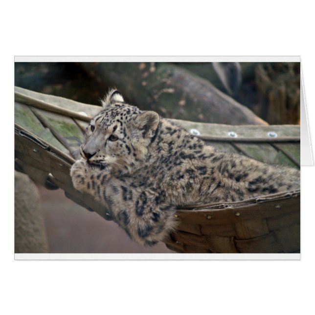Snow Leopard (Voorkant Horizontaal)