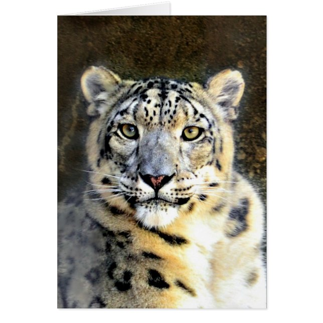 Snow Leopard (Voorkant)