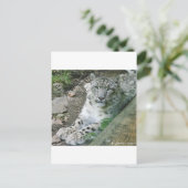 Snow Leopard 1 Briefkaart (Staand voorkant)