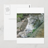 Snow Leopard 1 Briefkaart (Voorkant / Achterkant)