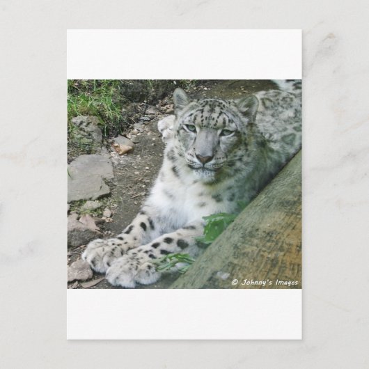 Snow Leopard 1 Briefkaart (Voorkant)