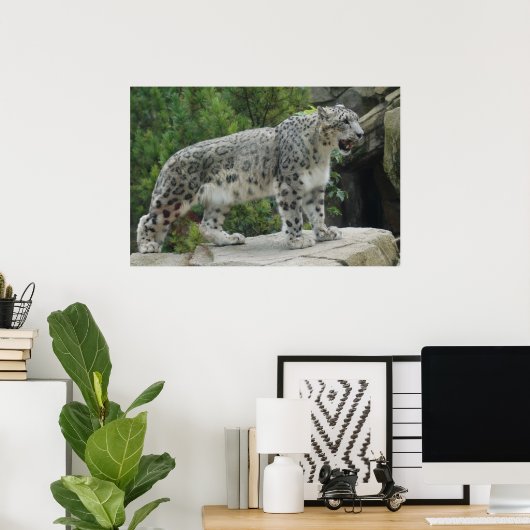 Snow Leopard 2 Poster (Thuiskantoor)