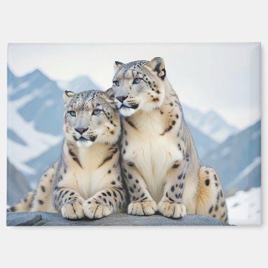 Snow Leopard Animal Natuur Wildlife Affectie Liefd Magneet (Voorkant)