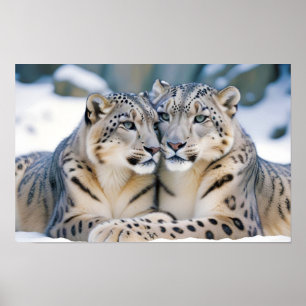 Snow Leopard Animal Natuur Wildlife Affectie Liefd Poster