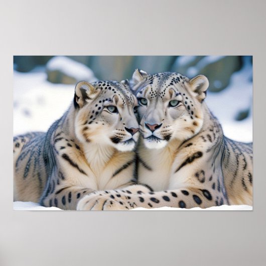 Snow Leopard Animal Natuur Wildlife Affectie Liefd Poster (Voorkant)