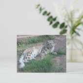 Snow Leopard Briefkaart (Staand voorkant)