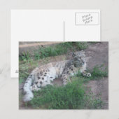 Snow Leopard Briefkaart (Voorkant / Achterkant)