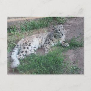 Snow Leopard Briefkaart