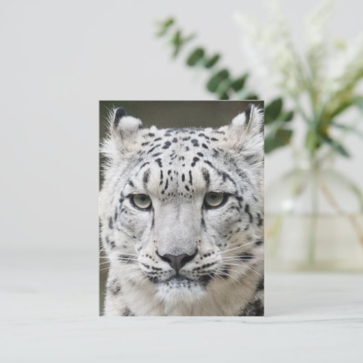 Snow Leopard Briefkaart (Staand voorkant)