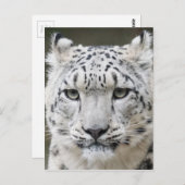 Snow Leopard Briefkaart (Voorkant / Achterkant)