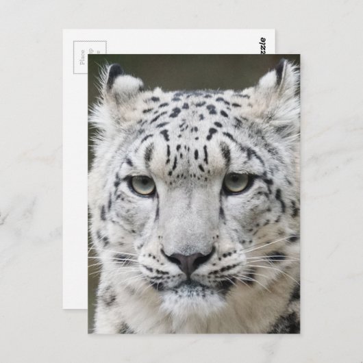 Snow Leopard Briefkaart (Voorkant / Achterkant)