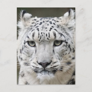 Snow Leopard Briefkaart