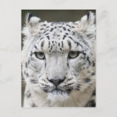 Snow Leopard Briefkaart (Voorkant)