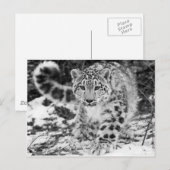 Snow Leopard Briefkaart (Voorkant / Achterkant)