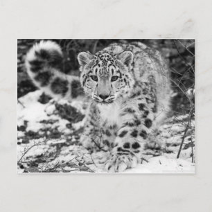 Snow Leopard Briefkaart