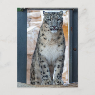 Snow Leopard Briefkaart