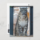 Snow Leopard Briefkaart (Voorkant / Achterkant)